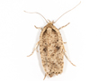 Agonopterix scopariella